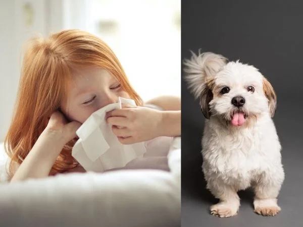 Safeguarding Children Against Pet Allergies: 4 Practical Tips and Guidance